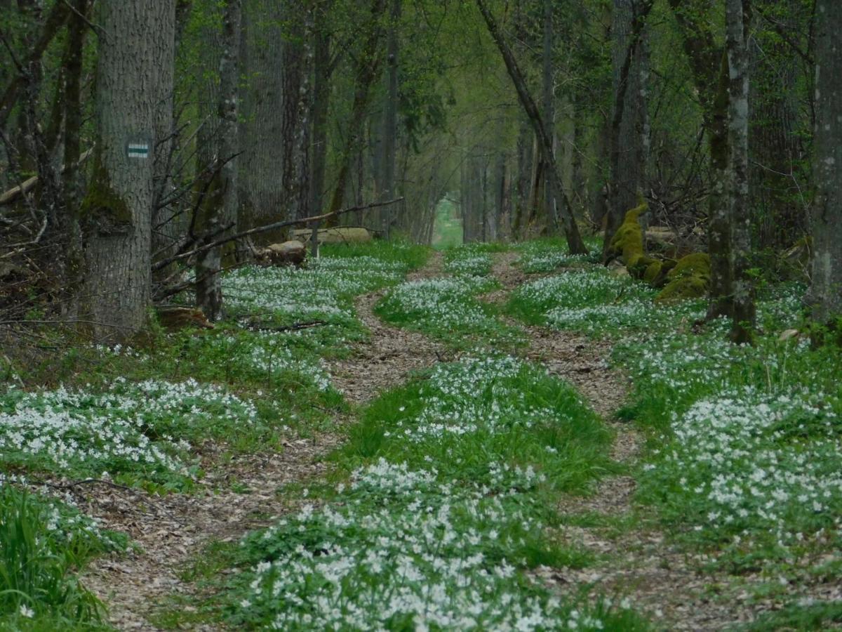 Wejmutka, Bialowieza Lägenhet Exteriör bild