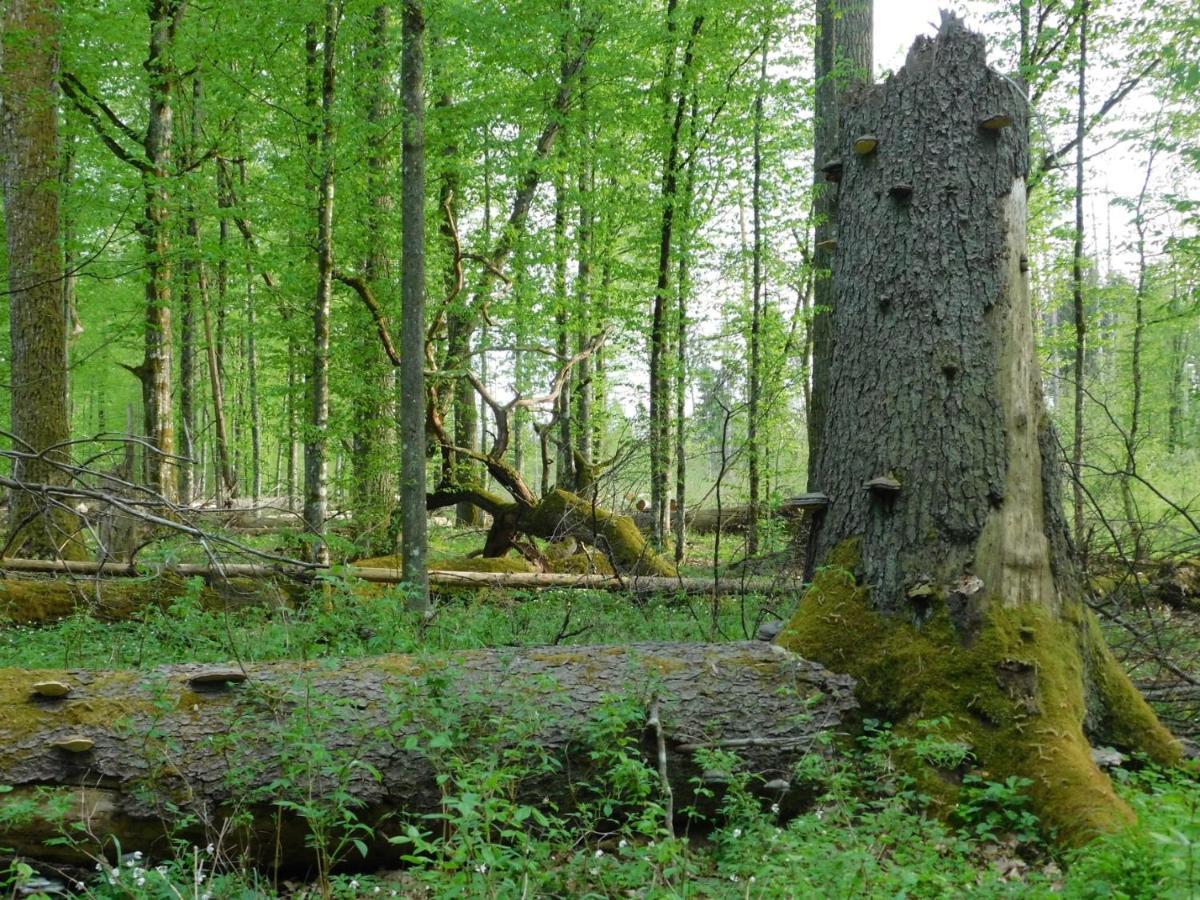 Wejmutka, Bialowieza Lägenhet Exteriör bild